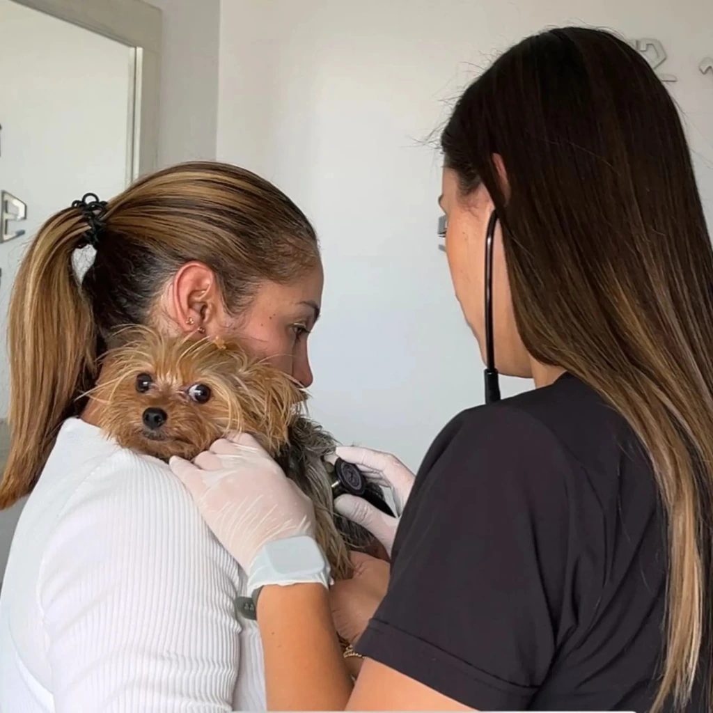 Exámenes diagnósticos veterinarios a domicilio