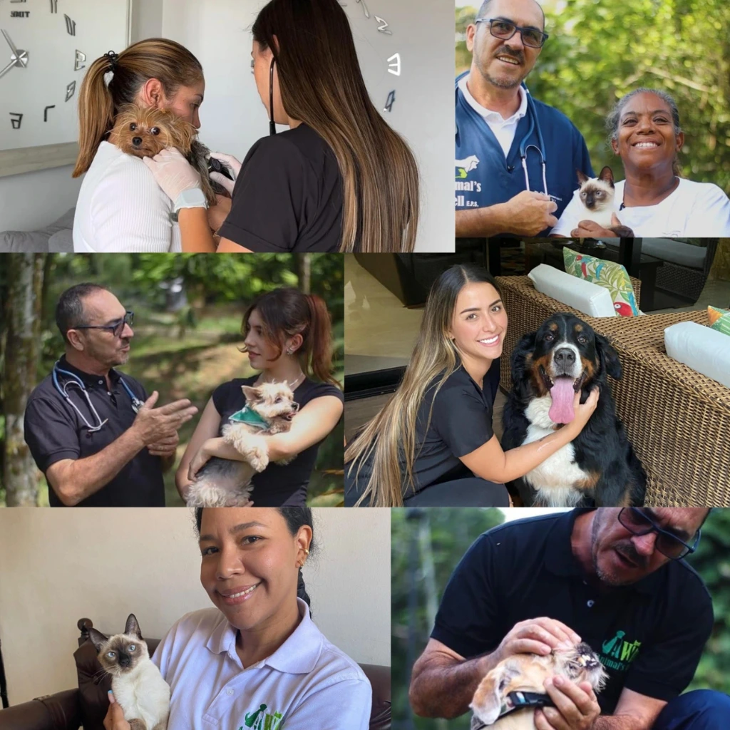 Plan veterinario personalizado según necesidades de cada mascota