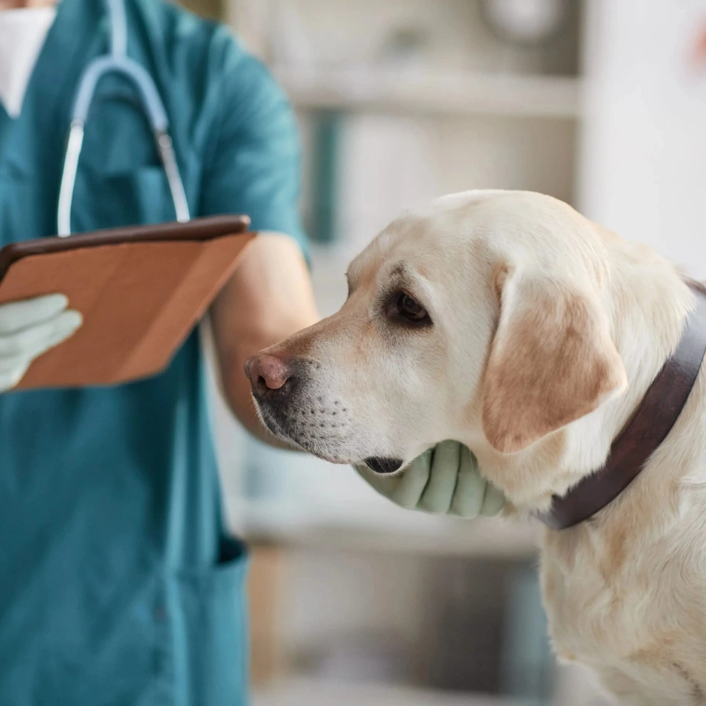 Plan de prevención veterinaria y chequeos periódicos para mascotas