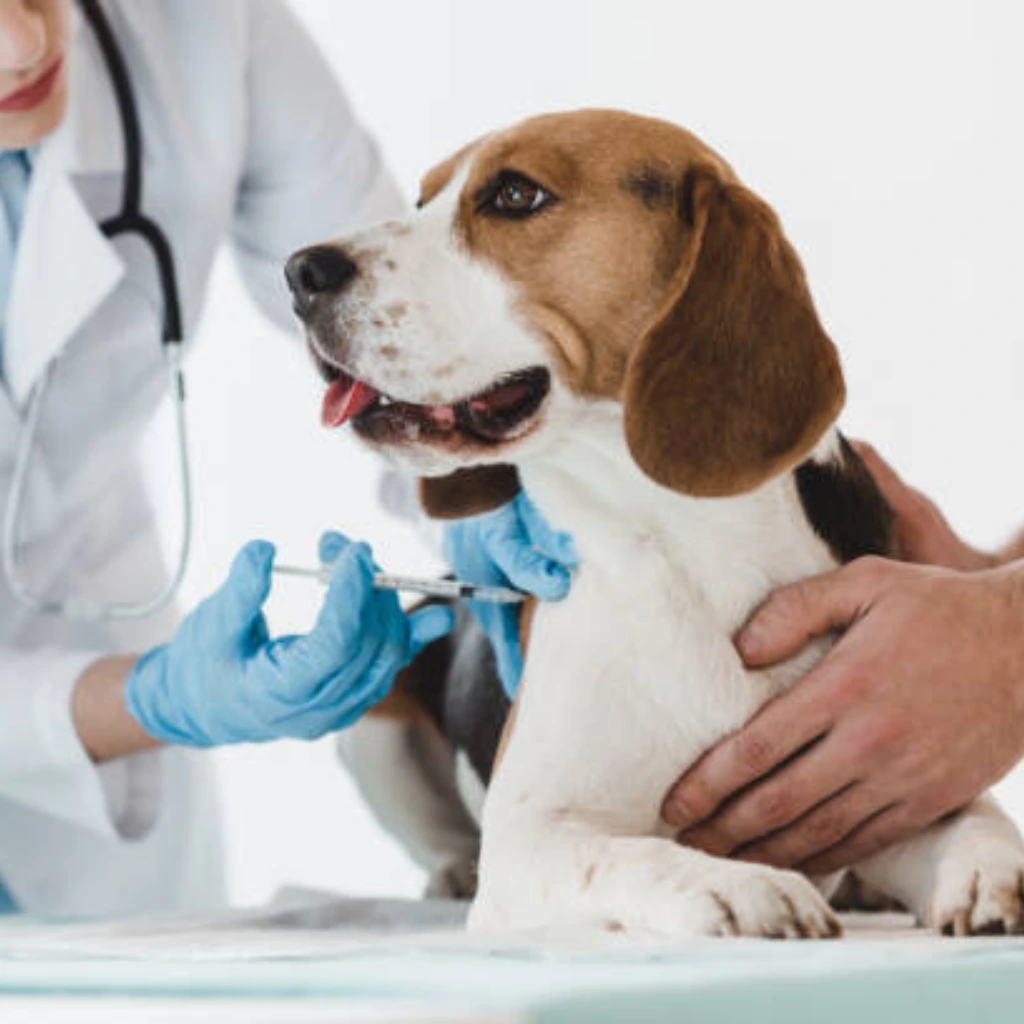 Vacunación y desparasitación incluidas en el plan